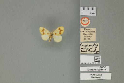 Euproctis maza Swinhoe, 1903 - 010918162