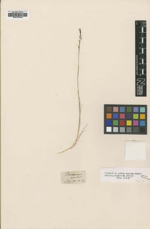 Muhlenbergia gracilis (Kunth) Trin. - BM000938645