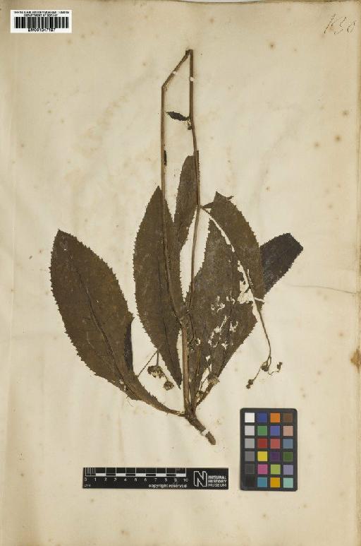 Vernonia acaulis (Walter) Gleason - BM001047197