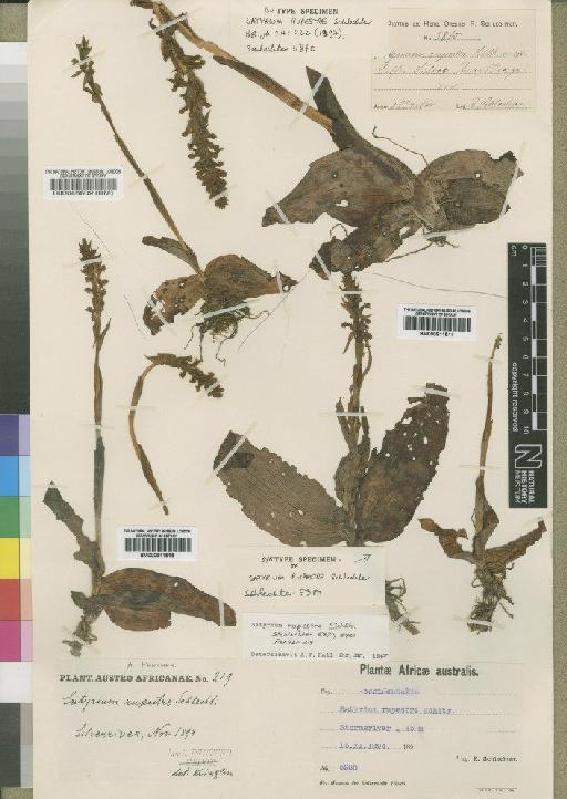 Satyrium rupestre Schltr. - BM000911514