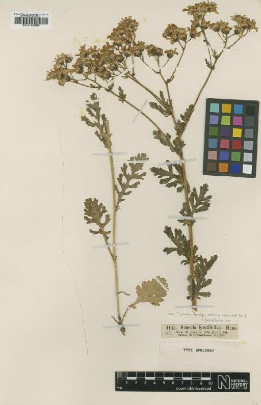 Senecio lyratifolius Rchb. - BM001025998