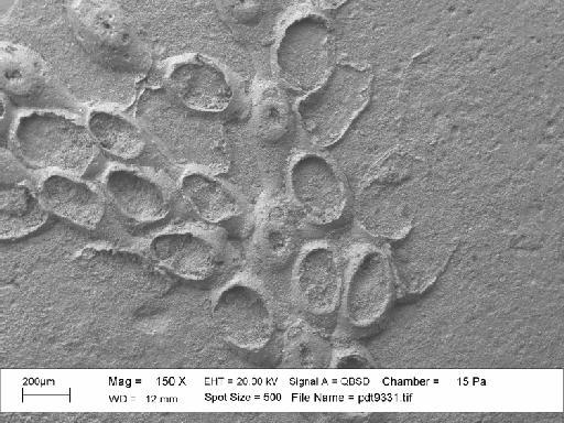 Charixa sexspinata Martha et al., 2019 - PI BZ 7895 - Charixa sexspinata