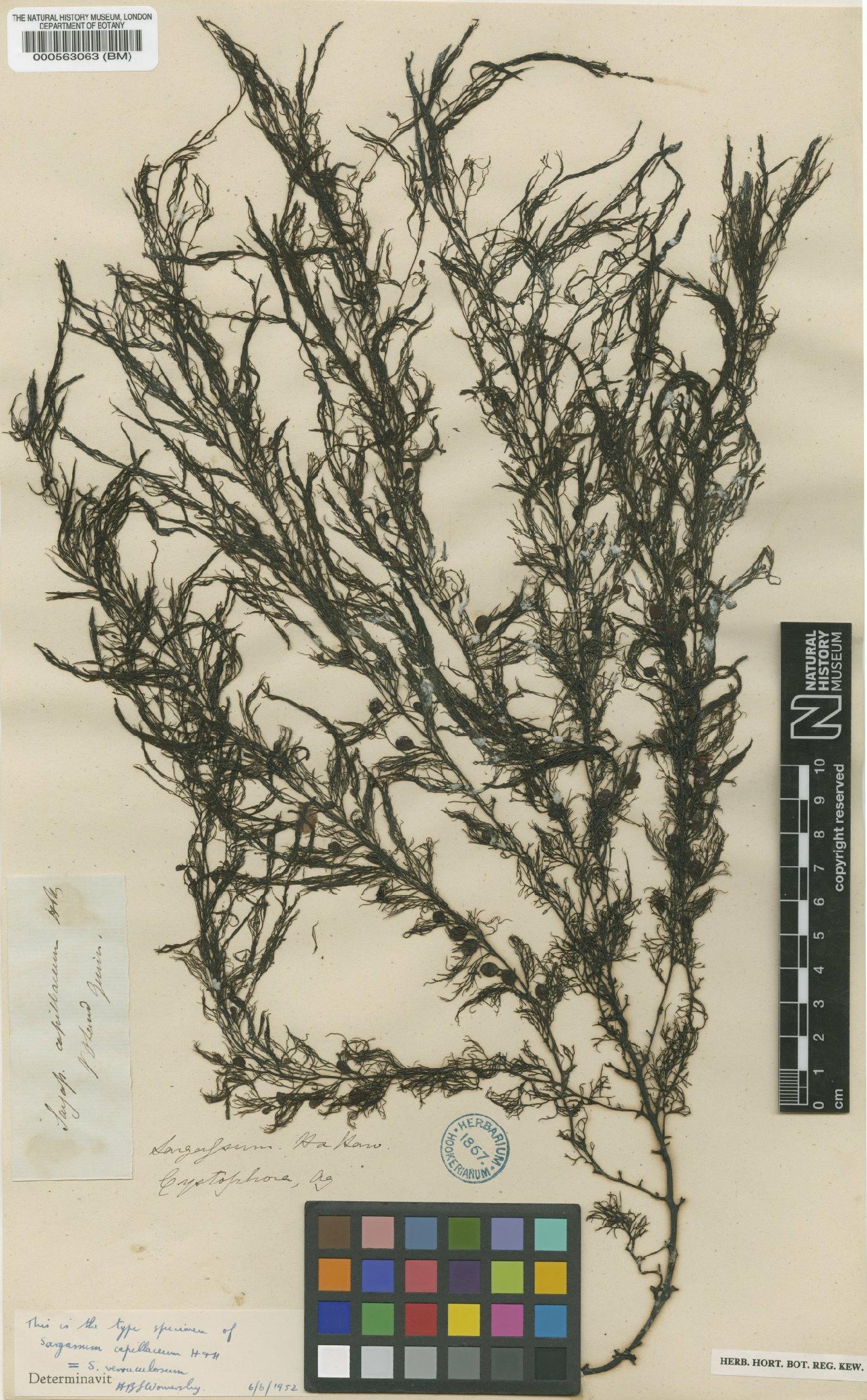 To NHMUK collection (Sargassum verruculosum (mertens) Agardh; Type; NHMUK:ecatalogue:4722194)