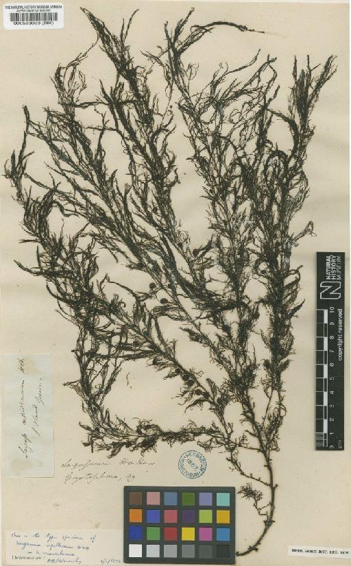 Sargassum verruculosum (mertens) Agardh - BM000563063