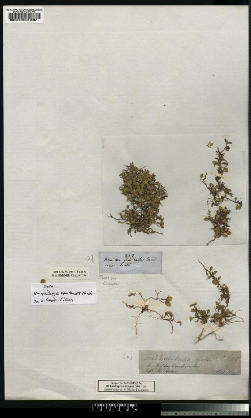 Nierembergia spathulata - Spruce - BM000072942