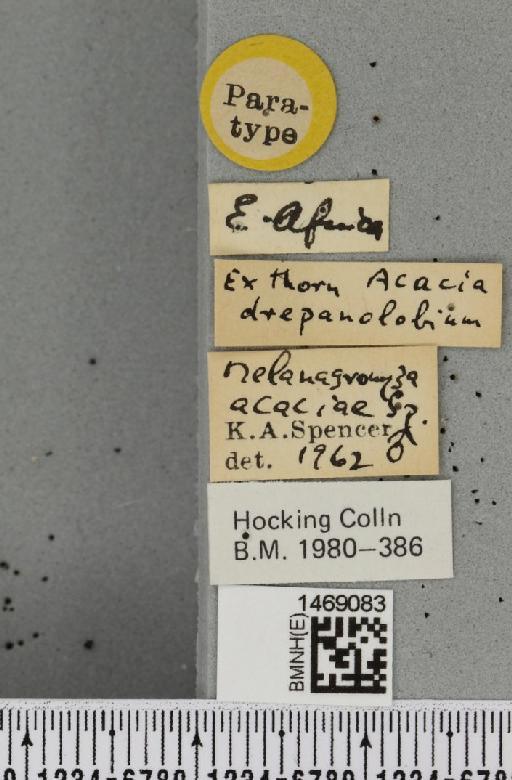 Melanagromyza acaciae Spencer, 1963 - BMNHE_1469083_a_label_44766