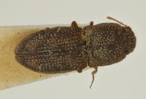 Rismethus pistrinarius (Candeze, E., 1857) - Rismethus pistrinarius paralectotype