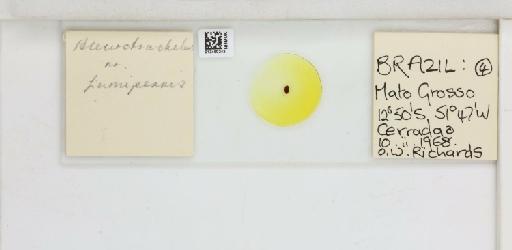 Crescentaleyrodes fumipennis Hempel, 1899 - 013480242_117713_1091775_157792_NonType