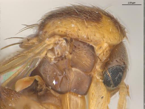 Mycetophila magnicauda Strobl, 1895 - 010626452_Mycetophila_magnicauda_thorax_l