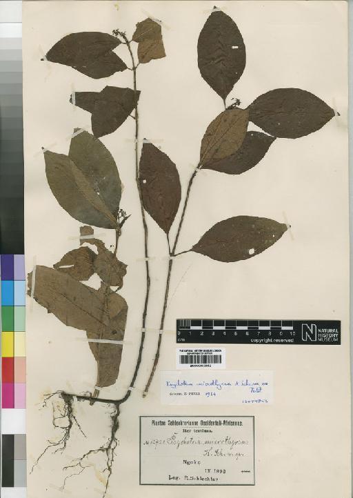Psychotria microthyrsa Petit - BM000903552