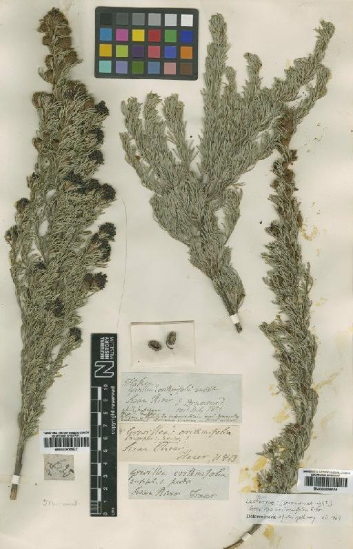 Grevillea crithmifolia R.Br. - BM000915627