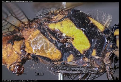 Lyriothemis tricolor Ris, 1916 - BMNHE_1201869-Lyriothemis_tricolor-Specimen-Thorax-Lateral-1.0x