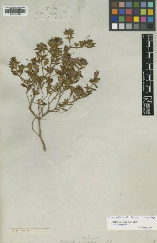 Osbeckia aspera (L.) Blume - BM000944352