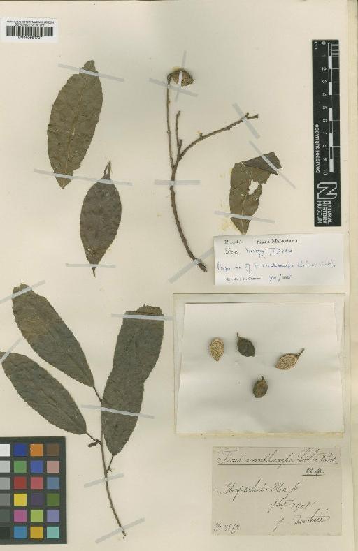 Ficus acanthocarpa H.Lév. & Vaniot - BM000951727