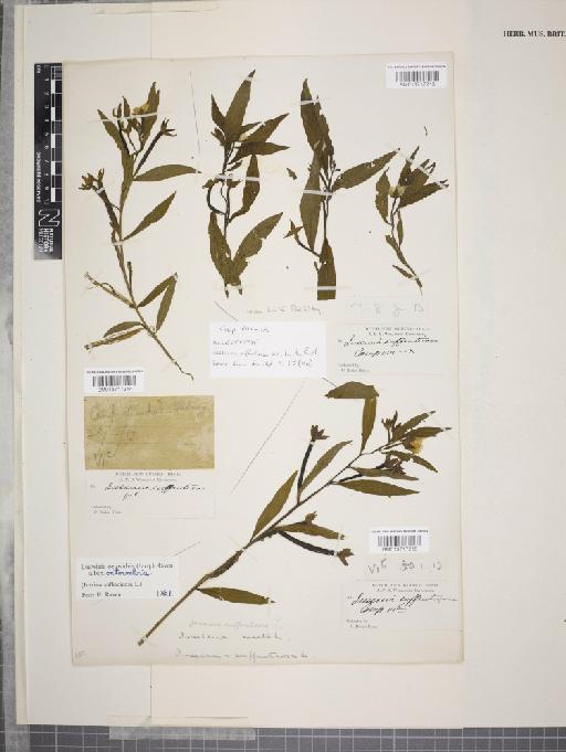 Ludwigia octovalvis subsp. octovalvis (Jacq.) P.H.Raven - 013717213