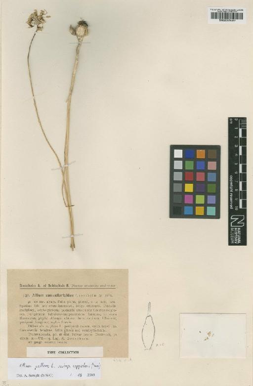 Allium convallarioides Grossh. - BM000958302