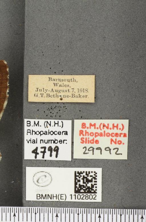 Hipparchia semele semele Linnaeus, 1758 - BMNHE_1102802_label_14148