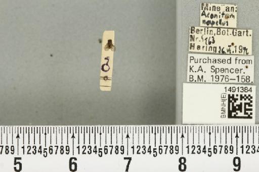 Phytomyza aconitophila Hendel, 1927 - BMNHE_1491384_53008