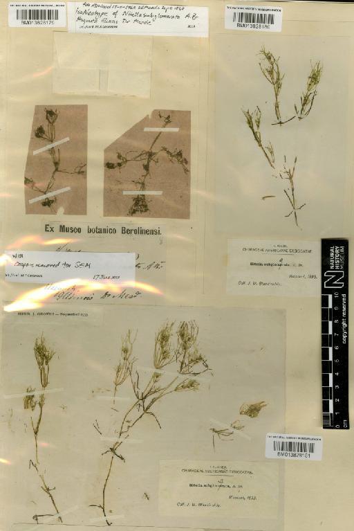 Nitella acuminata var. subglomerata (A.Braun) Allen - BM013828180