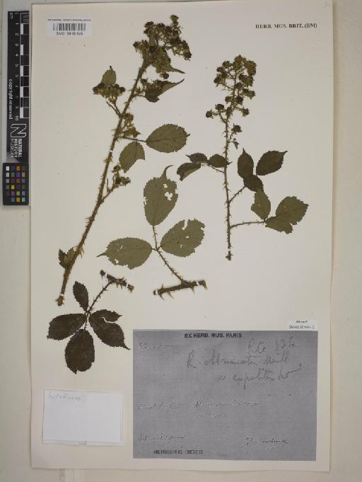 Rubus obtruncatus P.J.Müll. - BM013845105