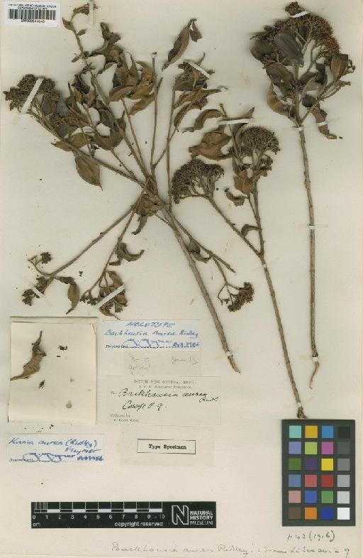 Backhousia aurea Ridl. - BM000944045