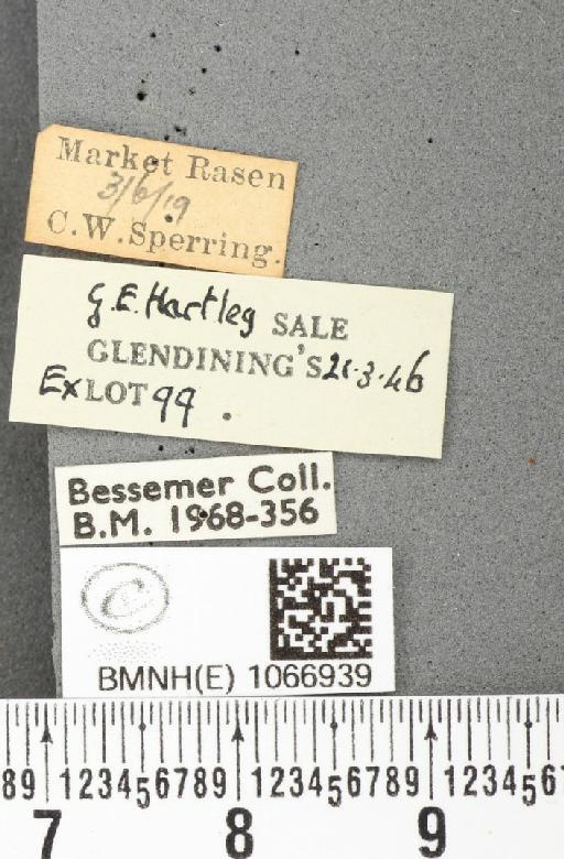 Lasiommata megera ab. postdisconnula Lempke, 1957 - BMNHE_1066939_label_30096