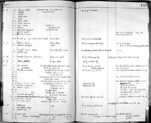 Palaemonetes Heller, 1869 - Zoology Accessions Register: Crustacea: 1905 - 1935: page 116