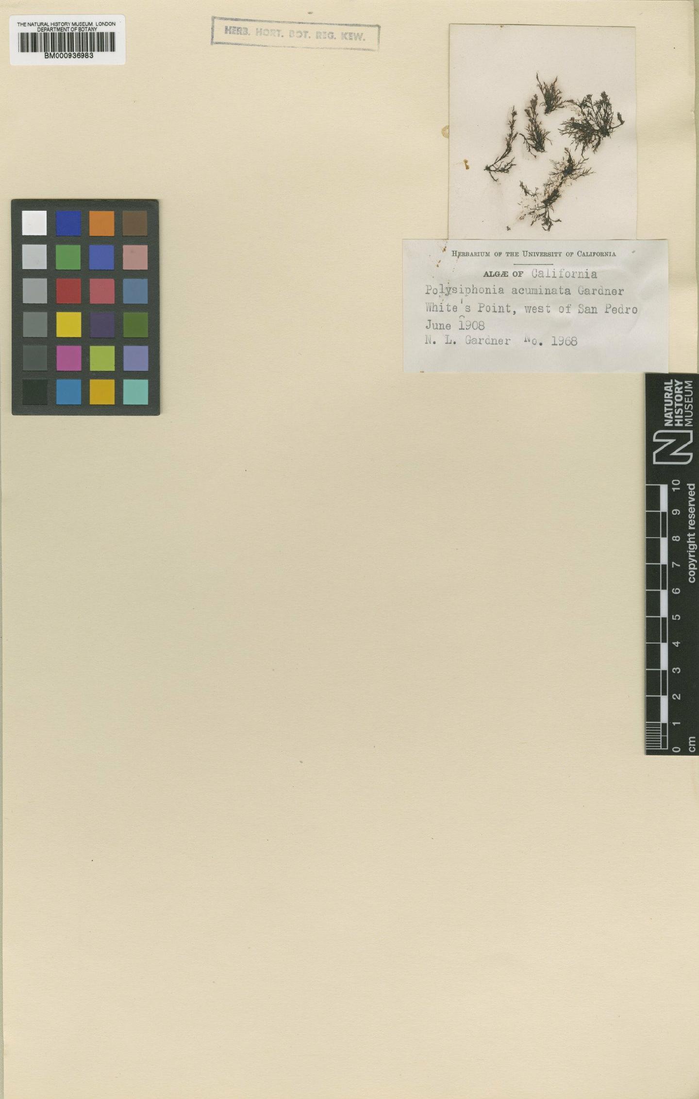 To NHMUK collection (Polysiphonia acuminata N.L.Gardner; Holotype; NHMUK:ecatalogue:465198)