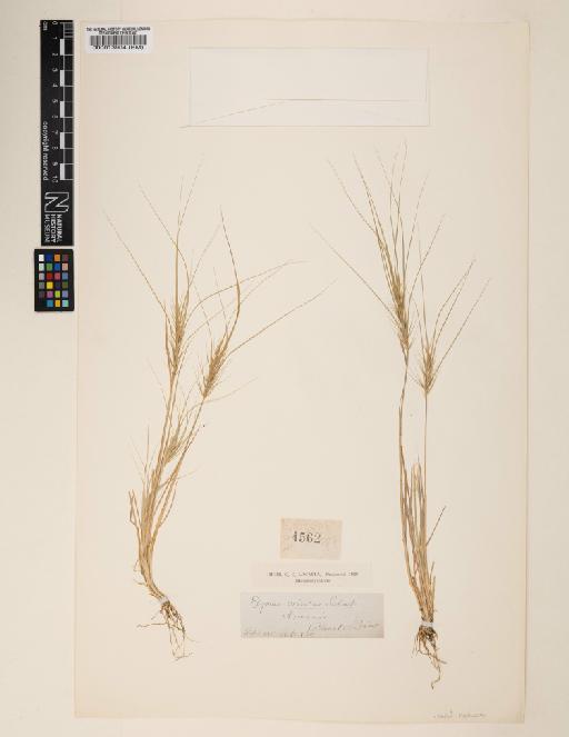 Elymus caput-medusae L. - 000013904