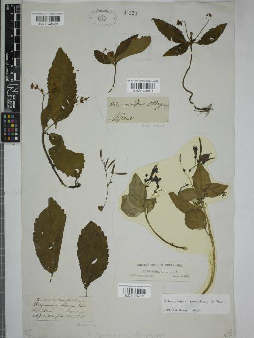 Didymocarpus aromatica - 011025990