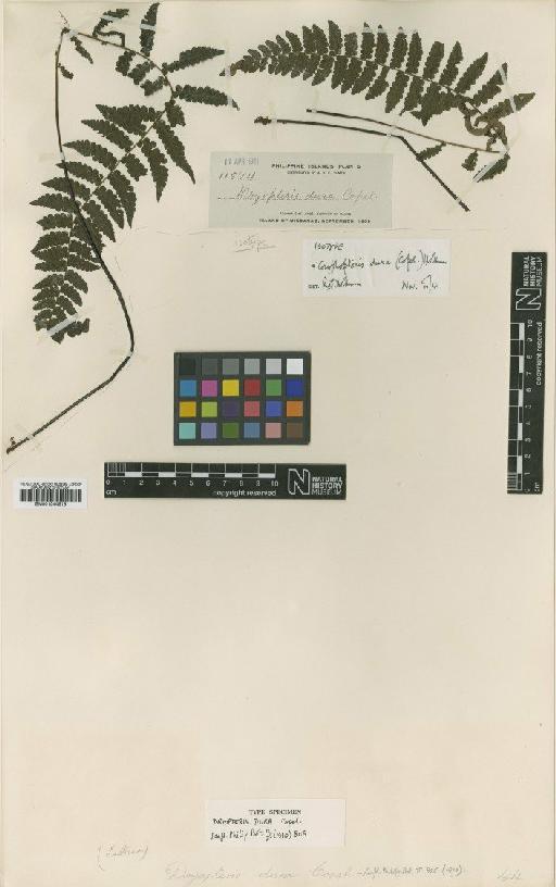 Coryphopteris dura (Copel.) Holttum - BM001044515
