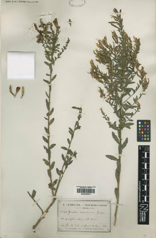 Genista tinctoria L. - BM000750897