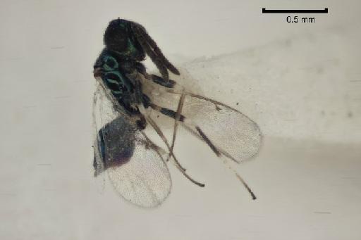 Epiclerus agromyzae (Risbec, 1951) - Epiclerus agromyzae BMNH953628 female habitus lateral syntype1 5 0x 01