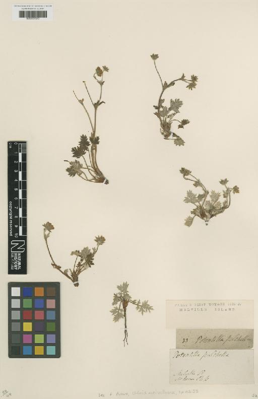 Potentilla pulchella R.Br. - BM001217219