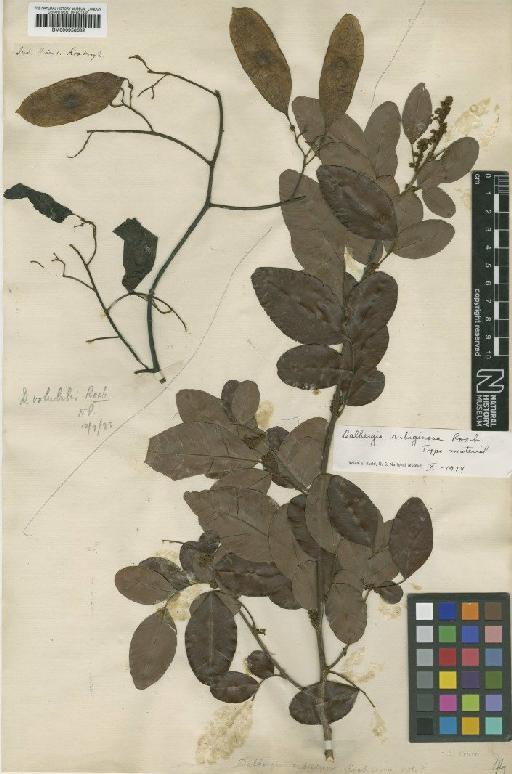 Dalbergia rubiginosa Roxb. - BM000958682