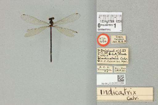 Argia indicatrix Calvert, 1902 - 013324204_dorsal