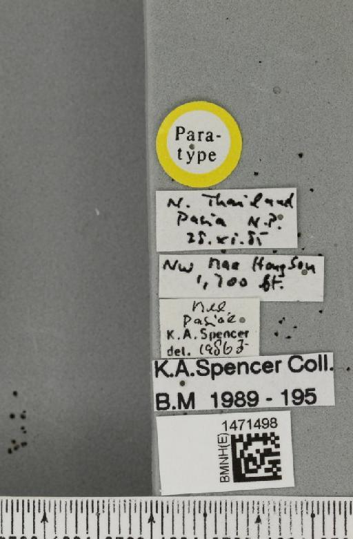Melanagromyza pasiae Spencer, 1986 - BMNHE_1471498_label_46246
