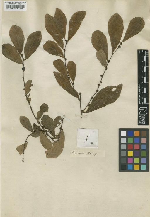 Bridelia montana (Roxb.) Willd. - BM000019317