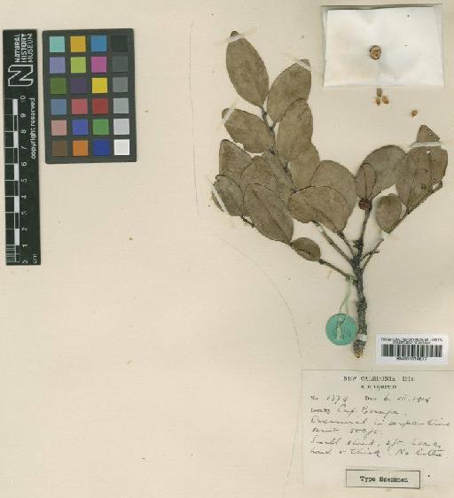 Phyllanthus induratus S.Moore - BM001014877