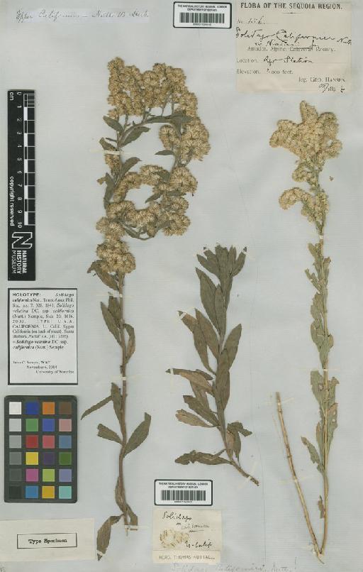 Solidago velutina subsp. californica (Nutt.) Semple - BM001190945