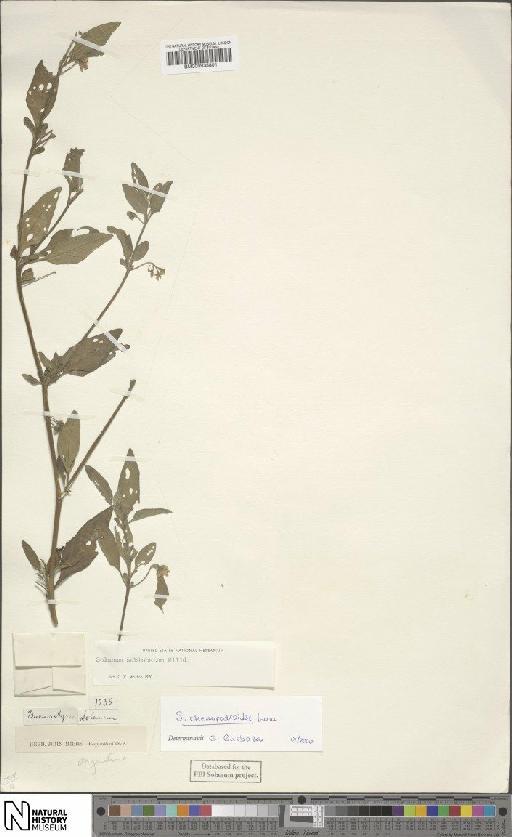 Solanum chenopodioides Lam. - BM000935801
