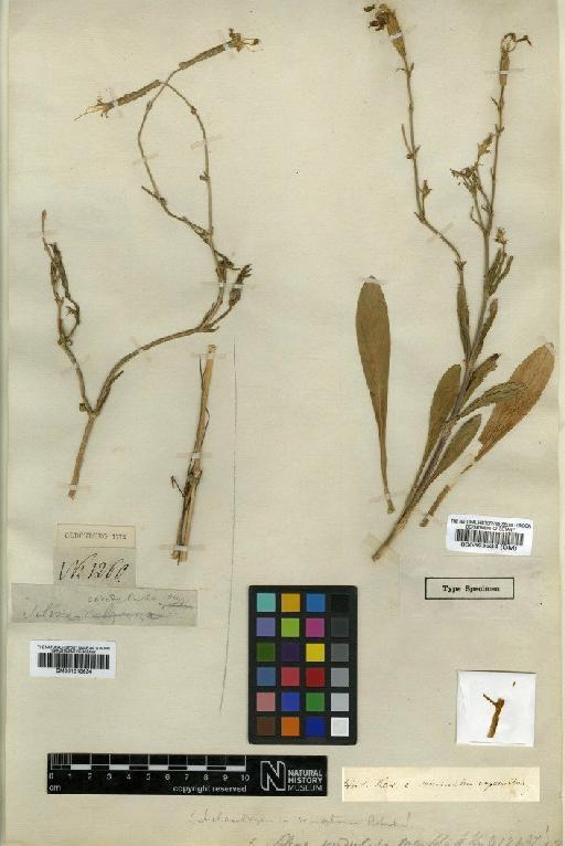 Silene undulata Aiton - BM000593534