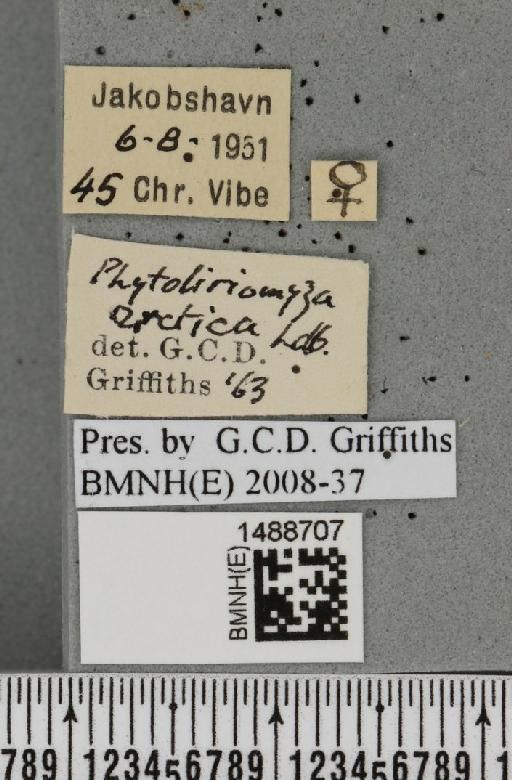 Phytoliriomyza arctica (Lundbeck, 1901) - BMNHE_1488707_label_52554