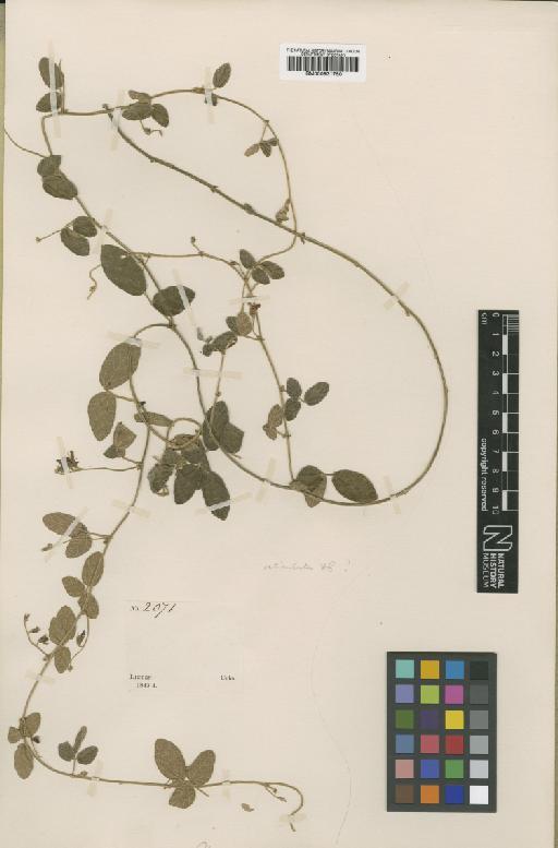Rhynchosia reticulata var. reticulata - BM000931750