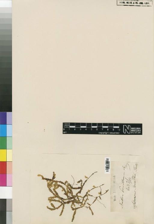Neckeropsis lepineana (Mont.) M.Fleisch. - BM000878552_a