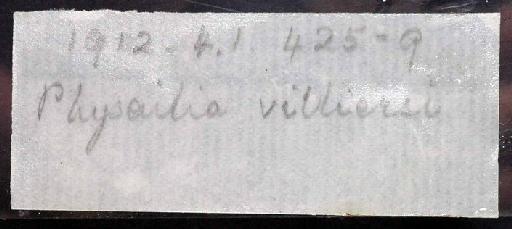 Physailia villiersi Boulenger, 1912 - 1912.4.1.425-9; Physailia villiersi; image of jar label; ACSI project image