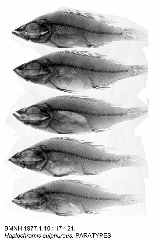 Haplochromis plutonius Greenwood & Barel, 1978 - BMNH 1977.1.10.40-48, Haplochromis plutonius, PARATYPES, Radiograph