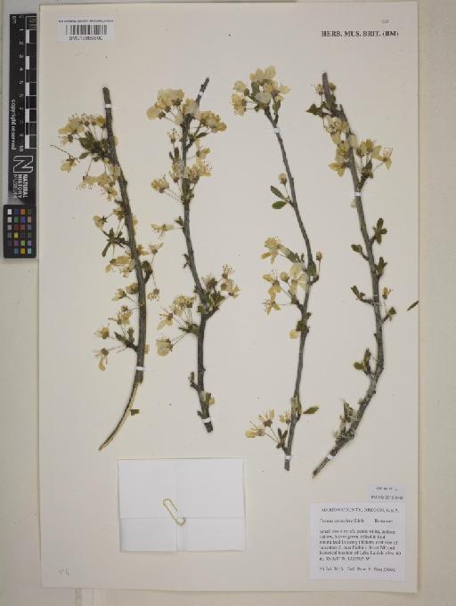 Prunus cerasifera Ehrh. - BM013850690