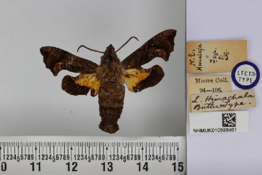 Lophura himachala Butler, 1876 - NHMUK_010588491_Lophura_himachala_Butler_LT_dorsal_and_labels.JPG