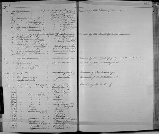 Trematorhynchus exiguus Regan & Trewavas, 1932 - Zoology Accessions Register: Fishes: 1912 - 1936: page 215